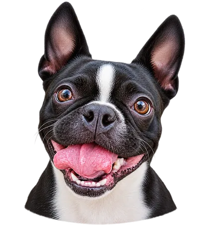 A happy Boston Terrier
